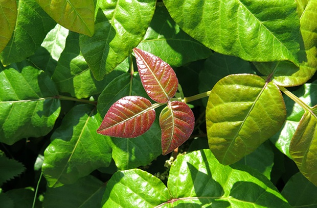 حساسیت به پیچک سمی: ۱۰ درمان سریع تاول پیچک سمی در خانه + عکس