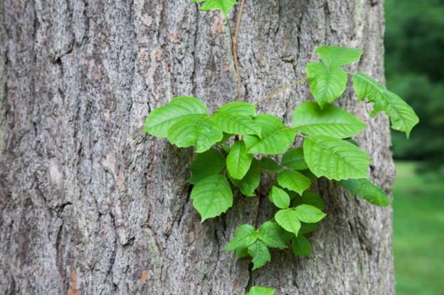 حساسیت به پیچک سمی: ۱۰ درمان سریع تاول پیچک سمی در خانه + عکس